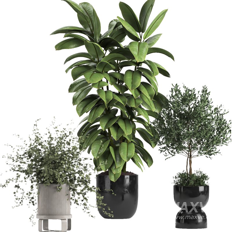 indoor Collection plant 018 - Image 3