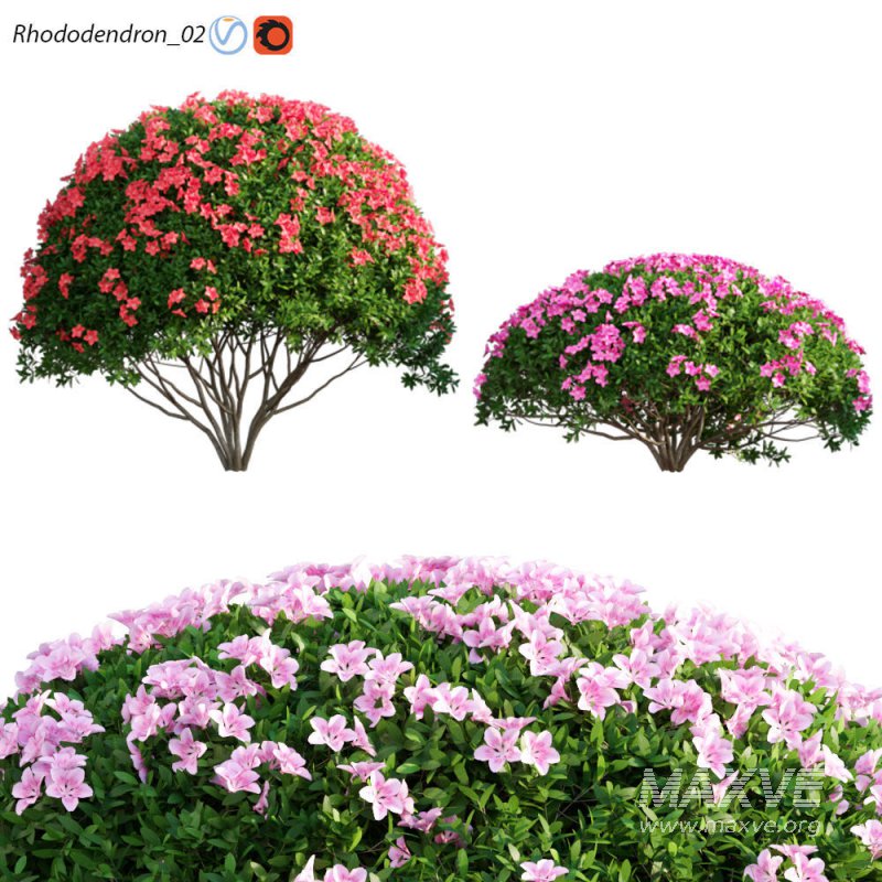 Rhododendron 02 - Image 1