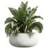 AV Indoor Plants Set 240 China Orange Tree and Spineless Palm and Peace Lily and Mission Olive - Thumbnail 2