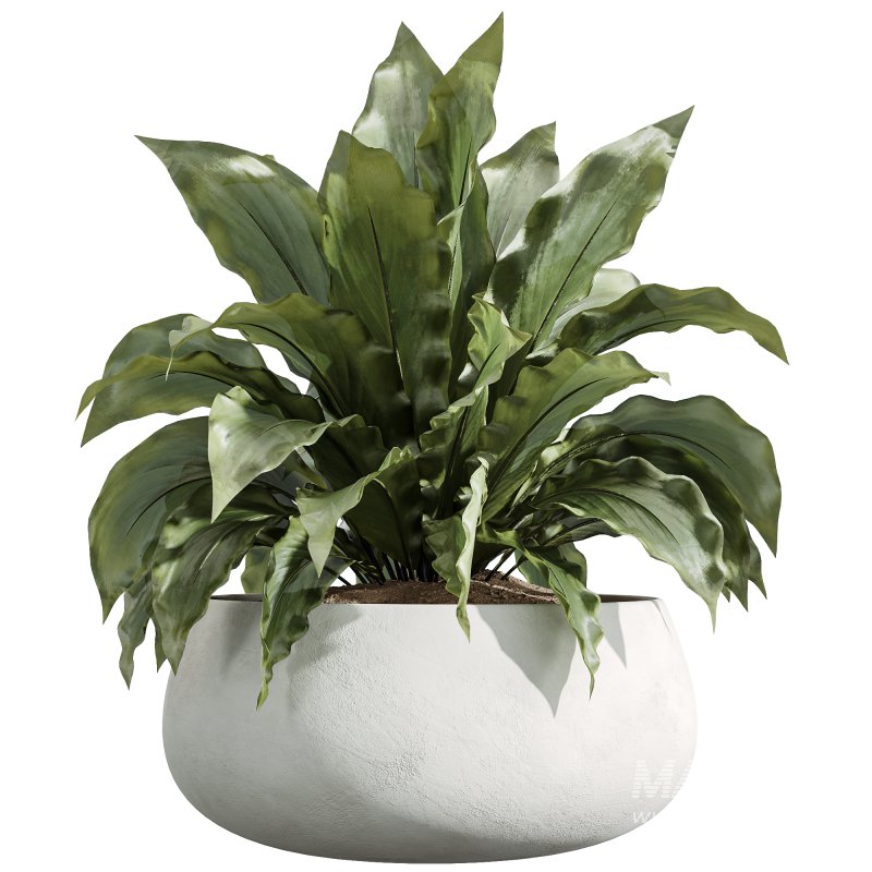 AV Indoor Plants Set 240 China Orange Tree and Spineless Palm and Peace Lily and Mission Olive - Image 2
