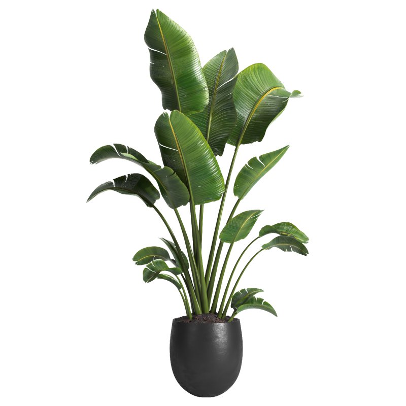 indoor plant 10 - Image 2