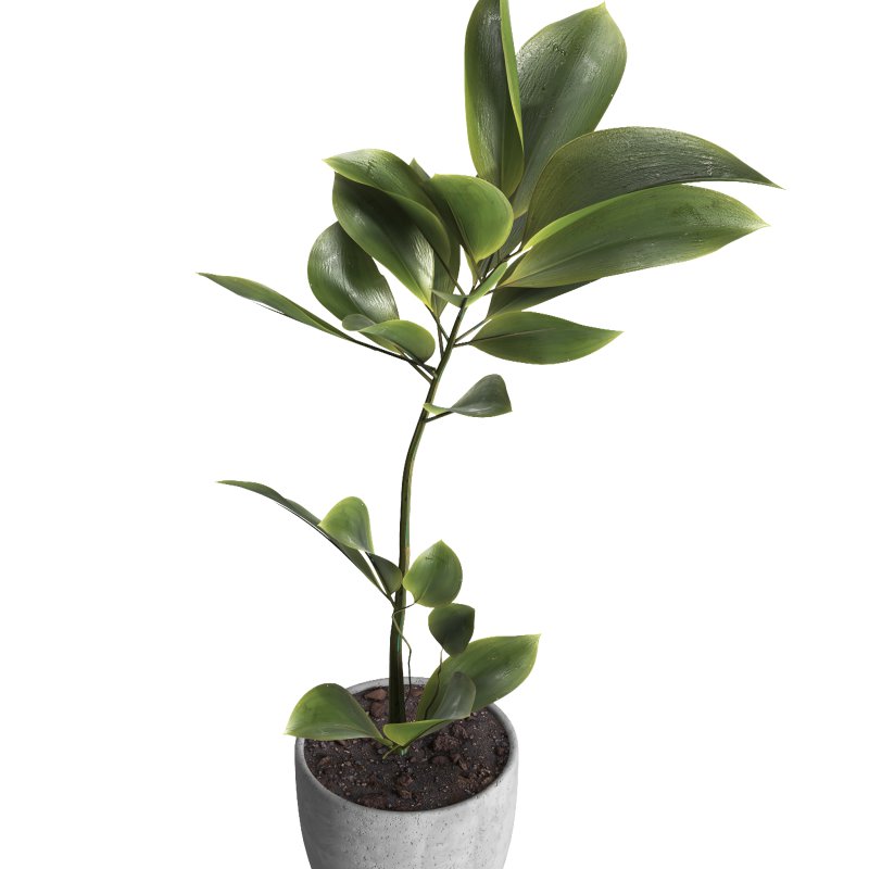 indoor plant 023 - Image 4