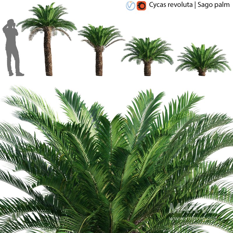 Cycas revoluta – Sago palm – 02 - Image 1