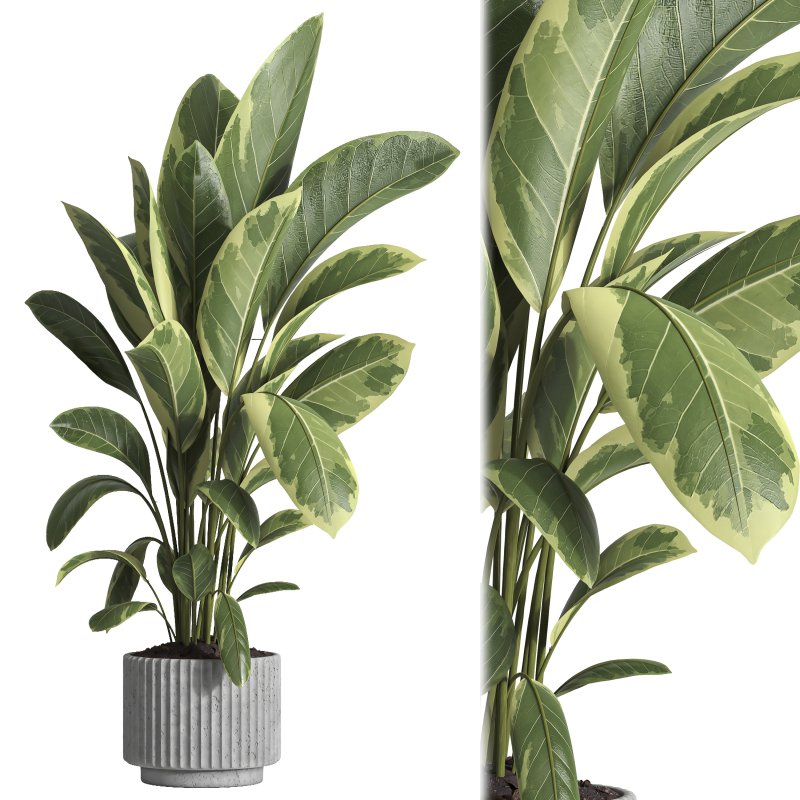 indoor plant 035 - Image 1