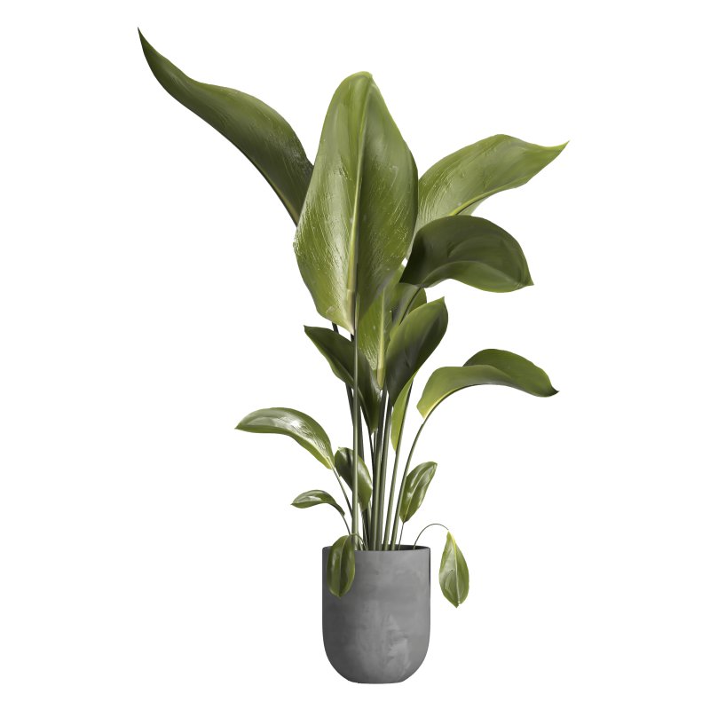 indoor plant 028 - Image 1