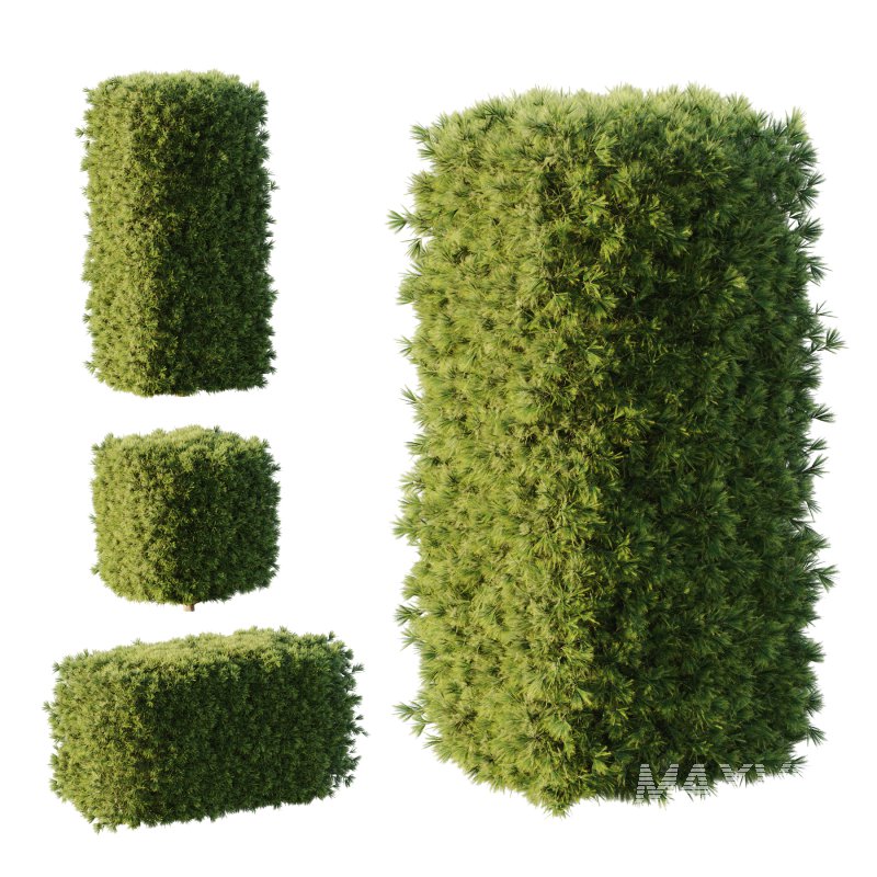 Pinus Mugo Bush002 - Image 1