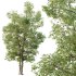 AV Plants Carya Glabra Ovalis Caryer Rouge Hickory04 - Thumbnail 2