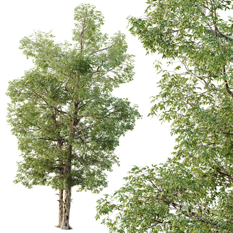 AV Plants Carya Glabra Ovalis Caryer Rouge Hickory04 - Image 2