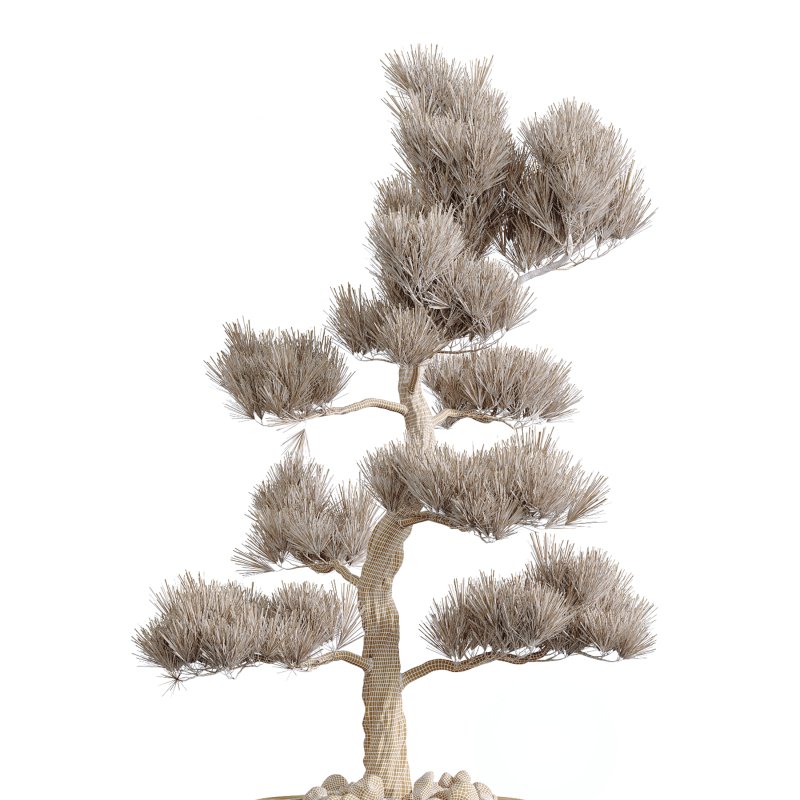 AV Indoor Plants Set 246 Ficus Braid and Beech Olea and Bonsai Pinus and Spineless Yucca and Olive - Image 7