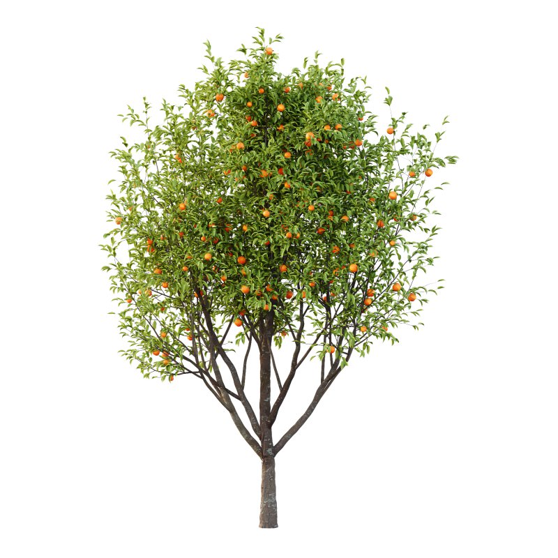 Prunus pseudocerasus Diospyros Kaki Fruit Tree 003 - Image 6