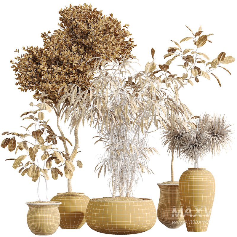 AV Indoor Plants Set 270 Japandi Ficus Dracaena Marginata and Yucca Aloifolia Rostrata and Olive Tree - Image 9