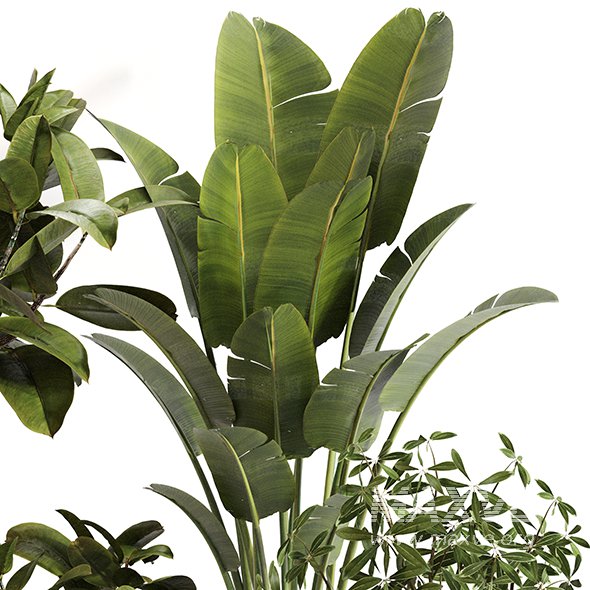 Indoor Plant Set 0155 - Image 2