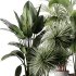 indoor plants 114 – plant collections in pot - Thumbnail 4