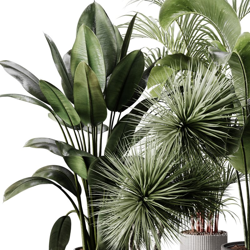 indoor plants 114 – plant collections in pot - Image 4