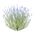 plant bush Flower Lavandula pedunculata 04 - Thumbnail 6