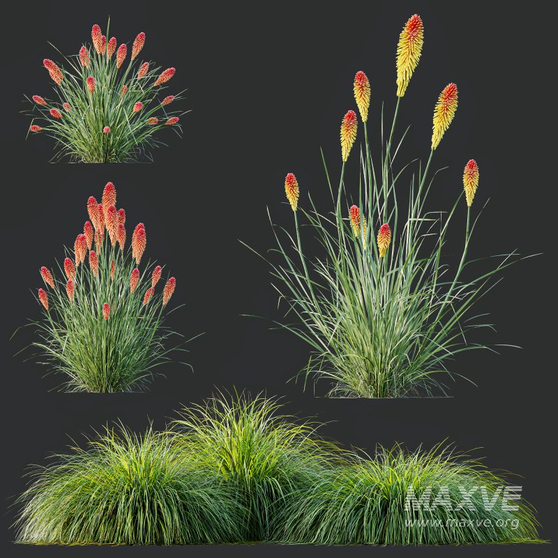 ntal grass native to moist meadows across Europe and western Asia. Its arching lime-yellow blades form dense mounds that shimmer in the light, offering a soft, flowing texture ideal for borders, ground covers, and contemporary garden compositions. - Image 7