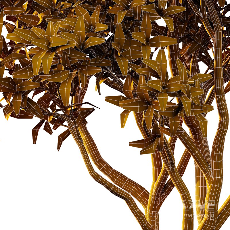 Sydney Blue Gum Tree 03 - Image 7