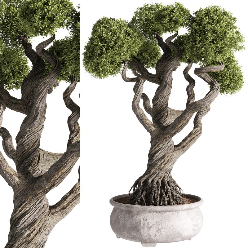 indoor plants – 48 plant in pot - Image 3