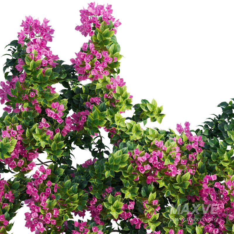 Bougainvillea – Paper Flower 04 - Image 5