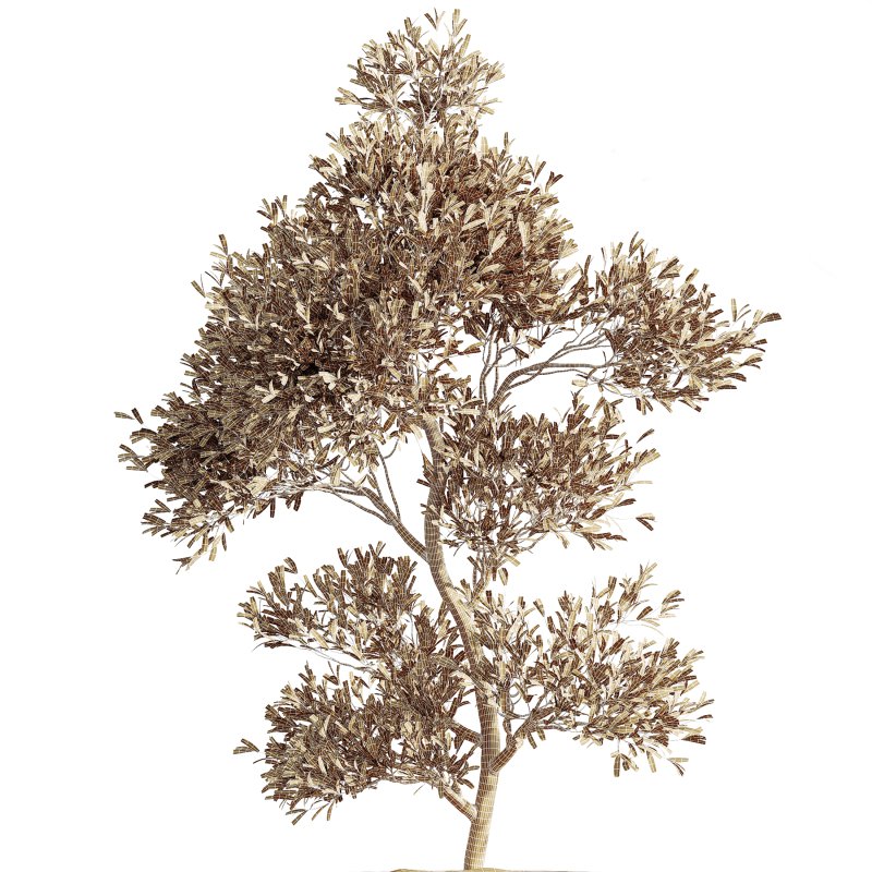 AV Indoor Plants Set 267 Areca Palm and Lemon and Green Sansevieria and Monstera Deliciosa Large Leaf and Olive - Image 8