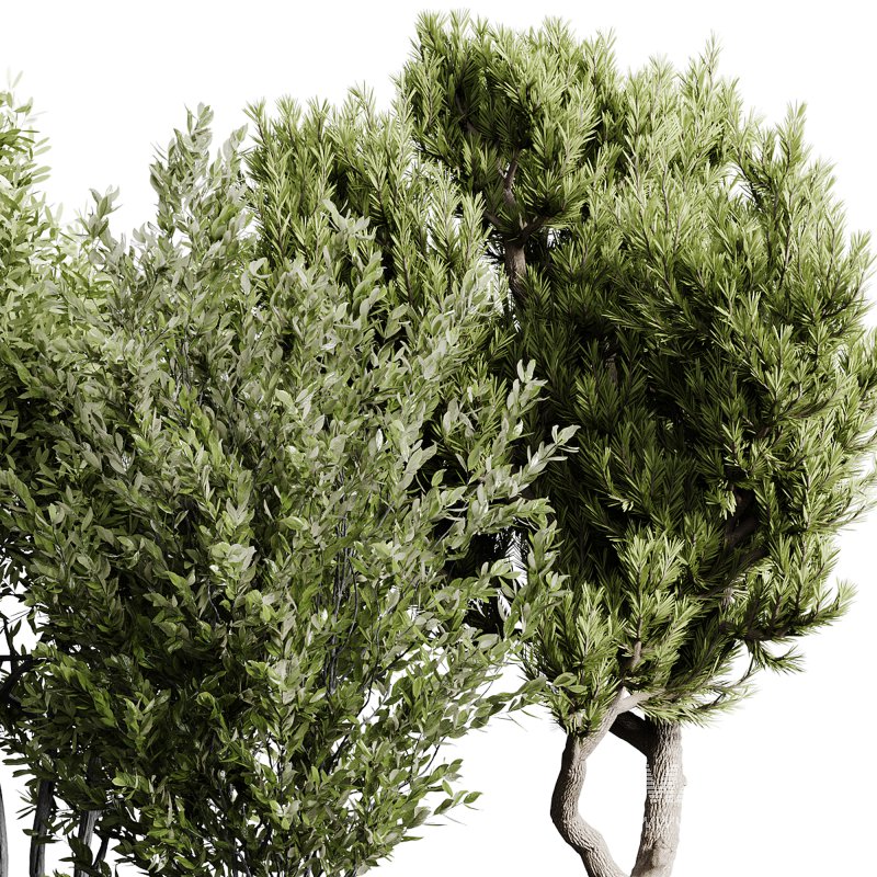 indoor plants 112 – plant collections in pot - Image 1