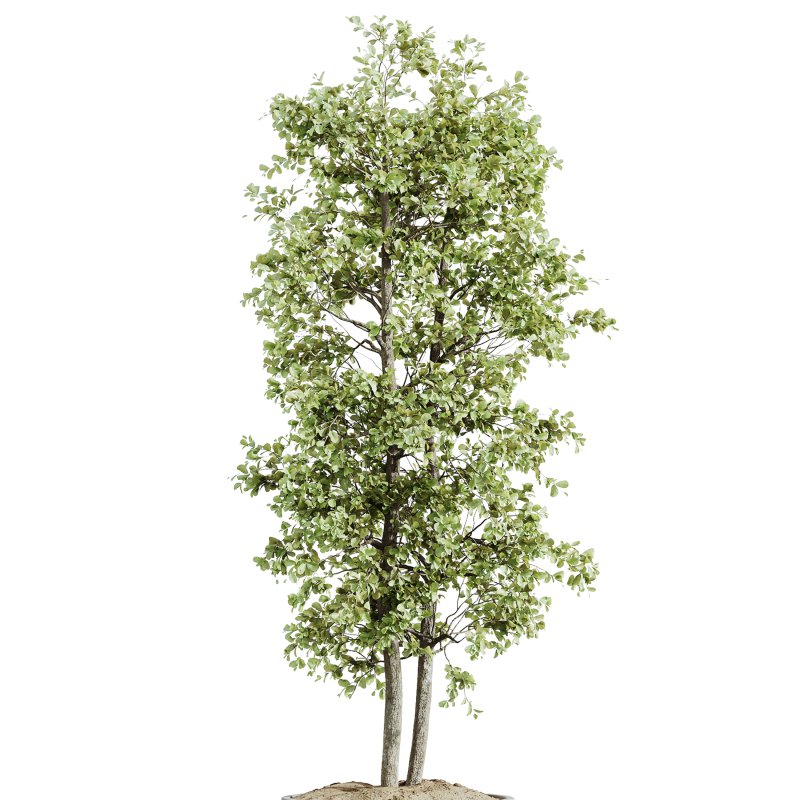 AV Indoor Plants Set 257 Dracaena Marginata and Olive and Areca Palm and Aloe Vera - Image 4