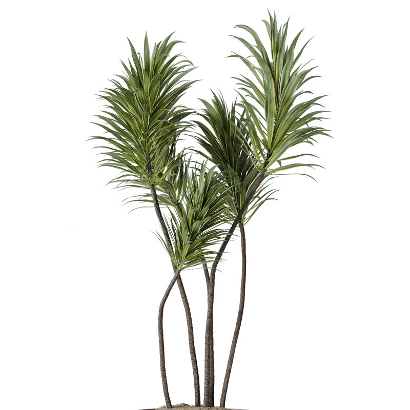 ntal plant is admired for its linear variegated foliage, offering a strong vertical structure. - Image 3