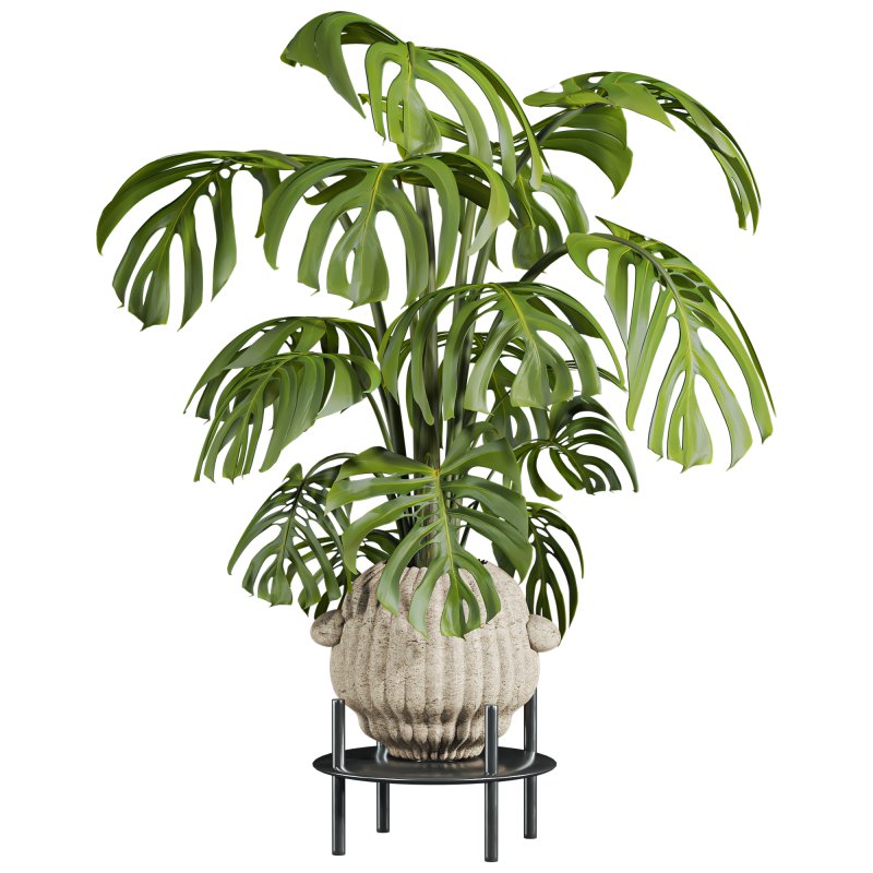 monstera plant - Image 1