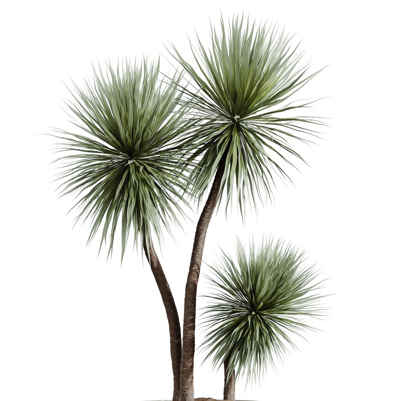 AV Indoor Plants Set 277 Ficus Elastica Beliza Tineke and Yucca Aloifolia Rostrata Palm and Japandi Ficus Dracaena Marginata - Image 3