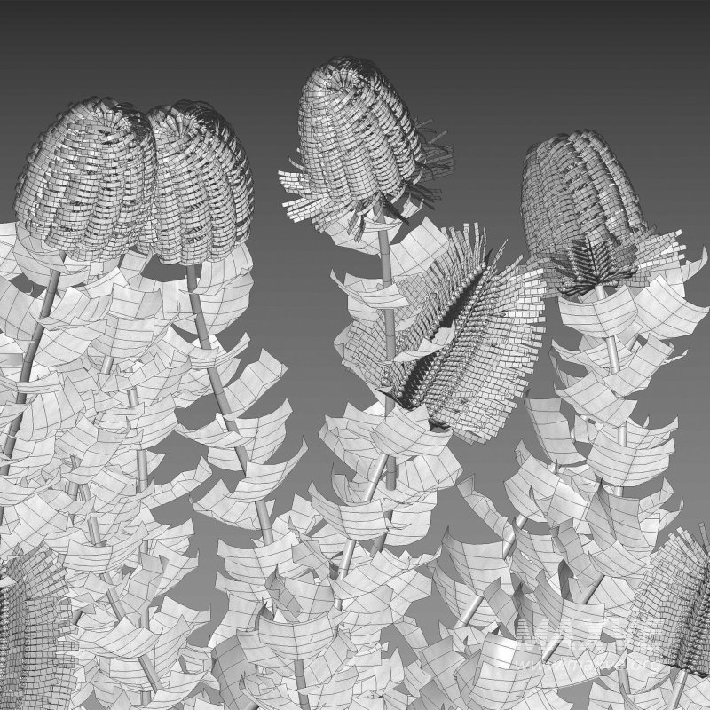 Scarlet Banksia – Banksia coccinea 02 - Image 7