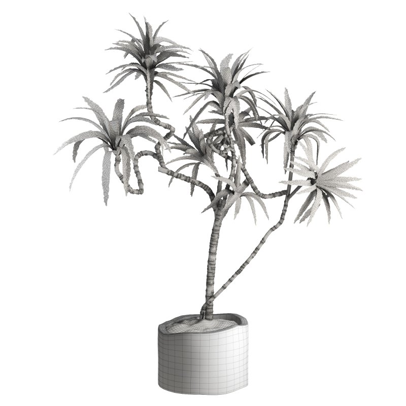 Indoor Plant Yucca - Image 3