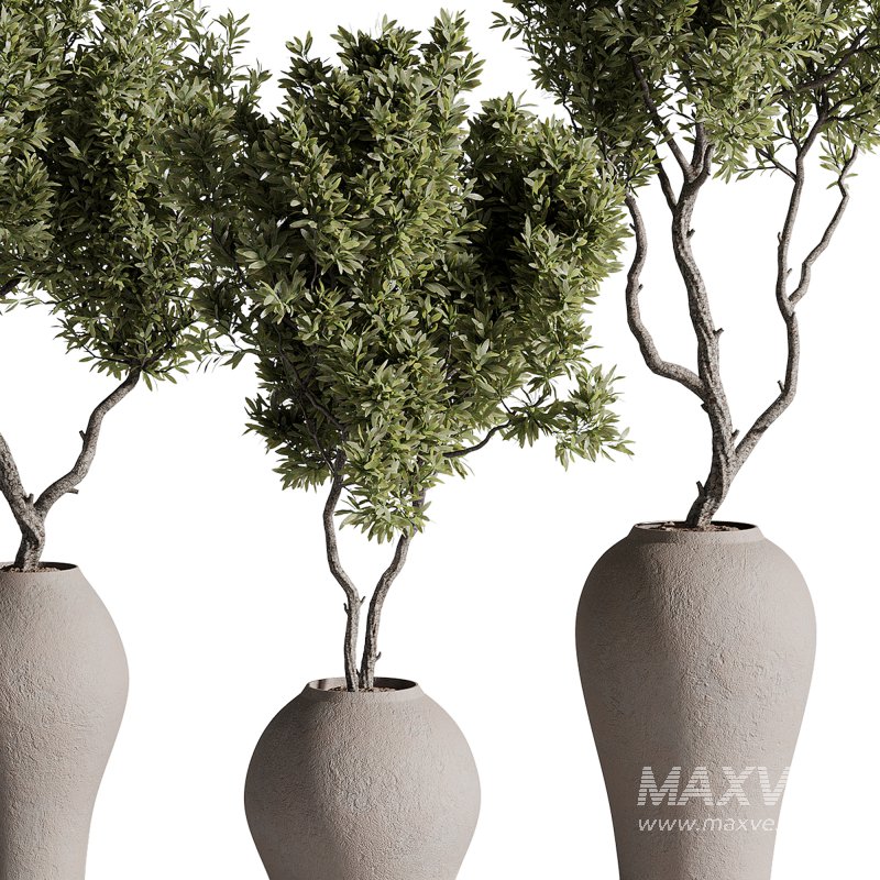 indoor plants – 68 plant in pot - Image 1