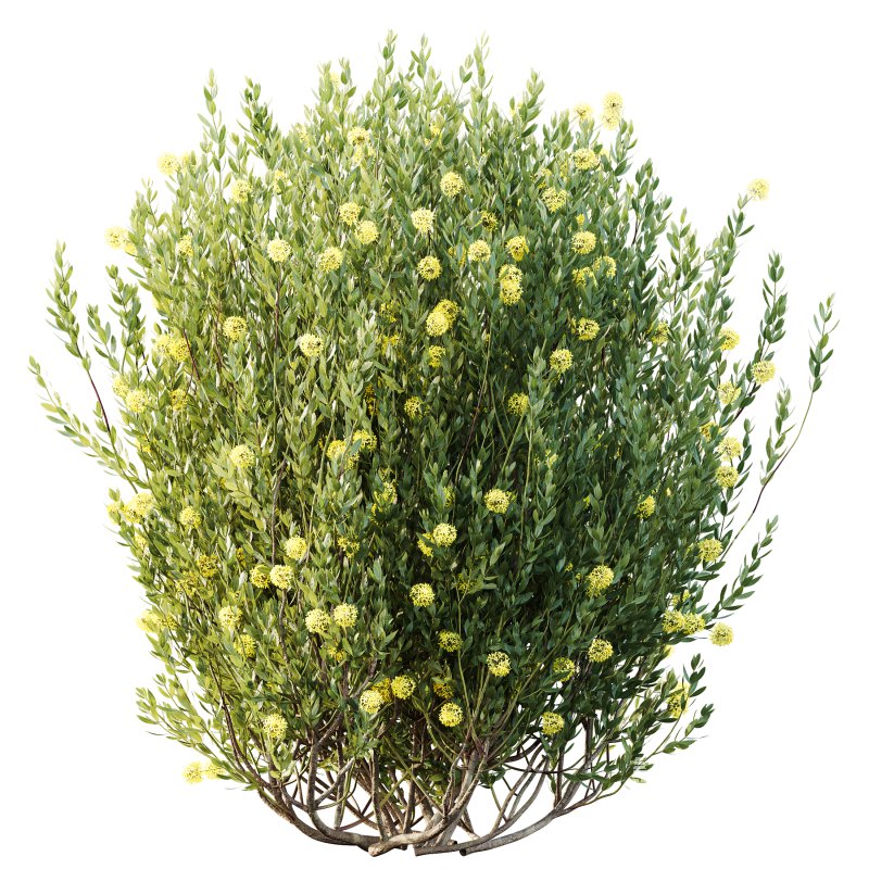 AV Spring flowering shrubs Nerium Rose Pink and Ixora Jasmine Coccinea Red Yellow - Image 4