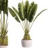 indoor plants – 40 plant in pot_corona - Thumbnail 5