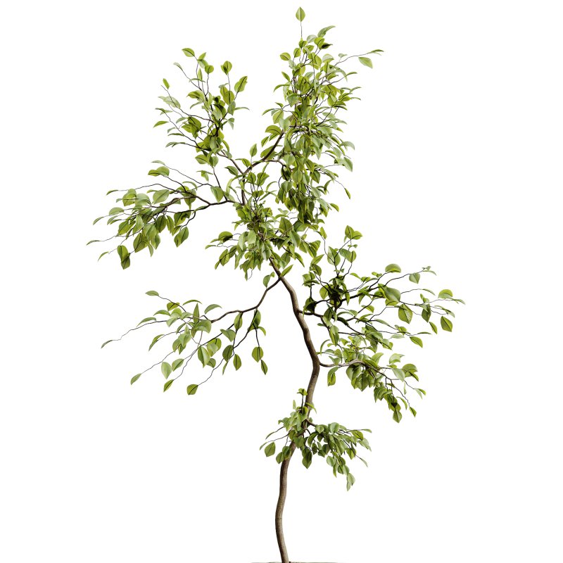 AV Indoor Plants Set 263 Japandi Ficus Dracaena Marginata and Mission Olive - Image 5