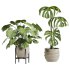 plants set - Thumbnail 3