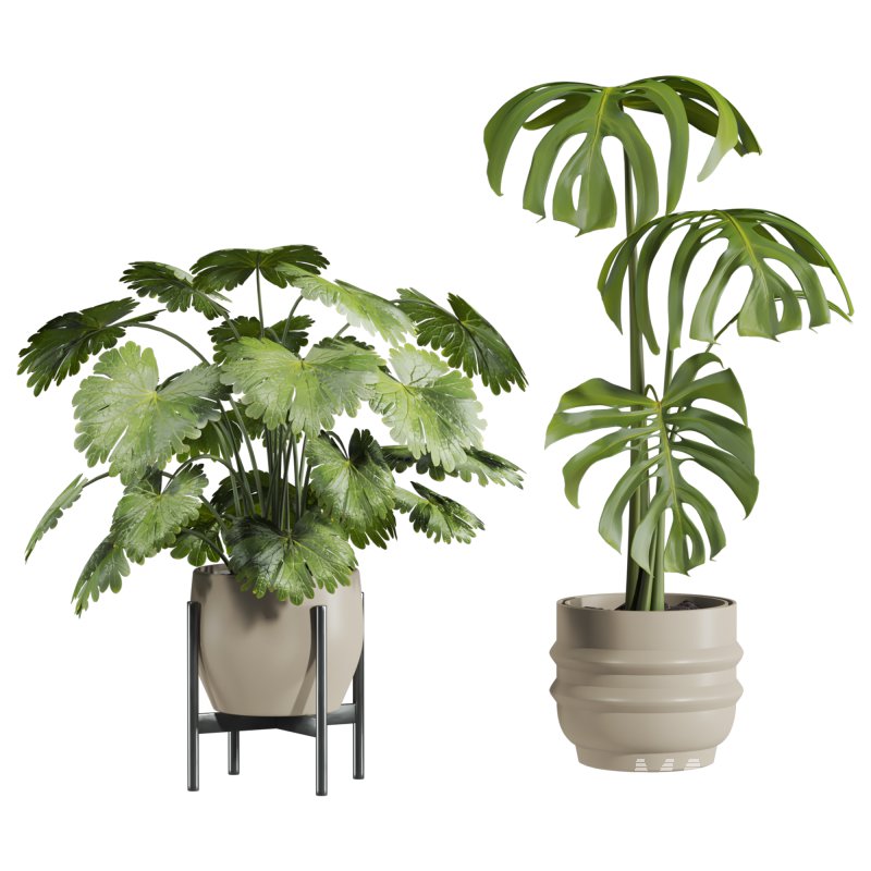 plants set - Image 3