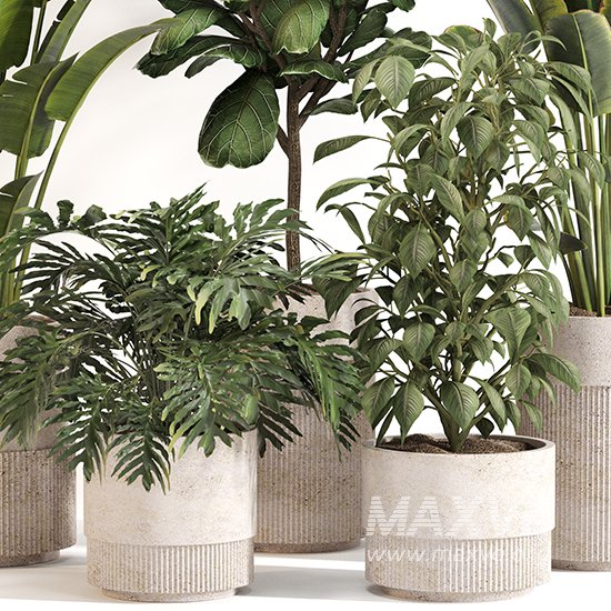 Indoor Plant Set 0159 - Image 4