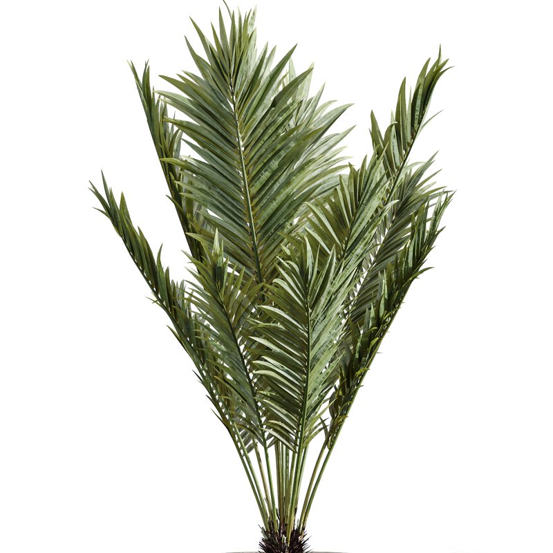 AV Indoor Plants Set 258 Olive Eucalyptus and Palm Paradise and Dracaena and Briful - Image 4