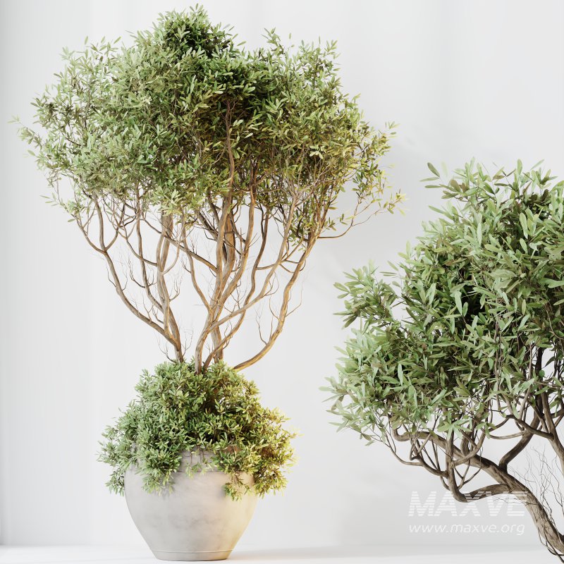 ntal variety of the classic Olea europaea, known for its soft silvery foliage and dense canopy. Native to Spain, this olive cultivar exudes Mediterranean charm and timeless refinement in both contemporary and rustic interiors. - Image 9