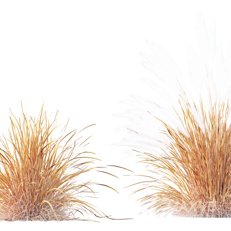 ntal grasses—**Nassella tenuissima**, also known as Mexican Feather Grass, and **Carex elata ‘Aurea’**, a golden sedge celebrated for its radiant chartreuse foliage. - Image 10