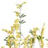 AV Cytisus scoparius 3 bushes - Thumbnail 1