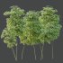 AV 8 different trees Bamboo Bambusoideae and Celtis Australis - Thumbnail 4