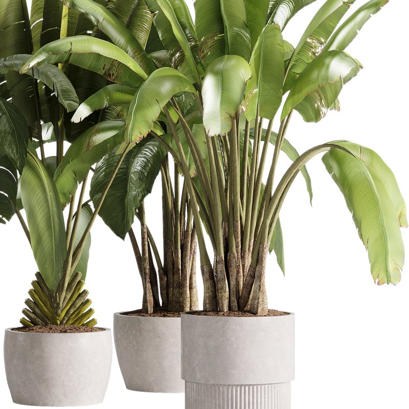 indoor plants – 36 plant collections in pot_corona - Image 3