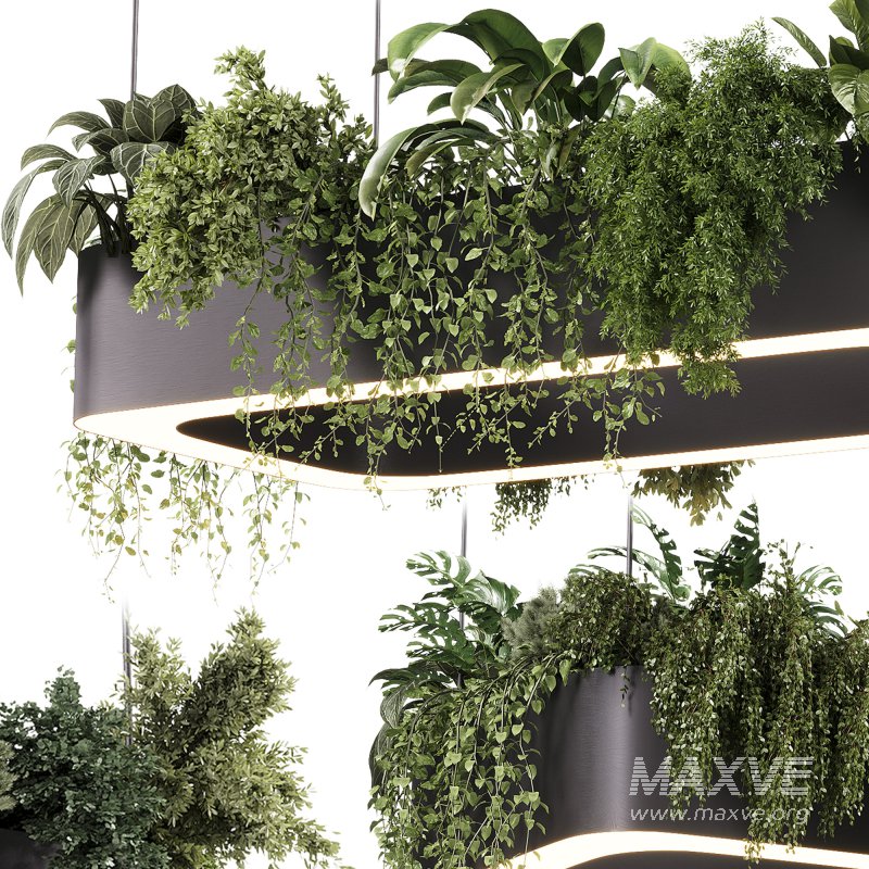 indoor plants – 56 Hanging indoor plant - Image 1