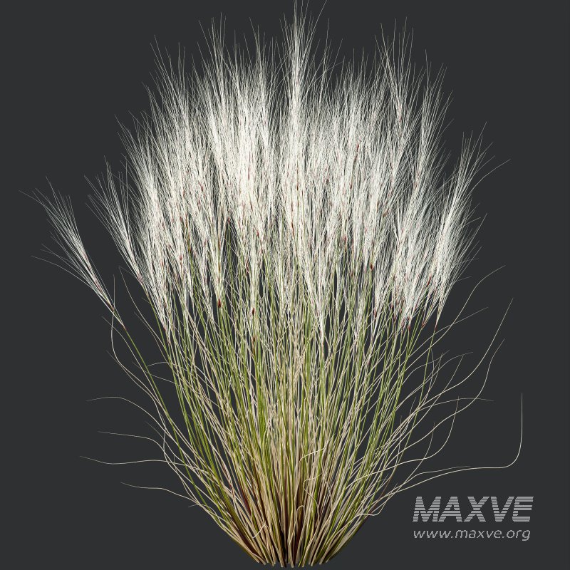 AV Stipa Grass Set is a breathtaking collection of elegant ornamental grasses - Image 4