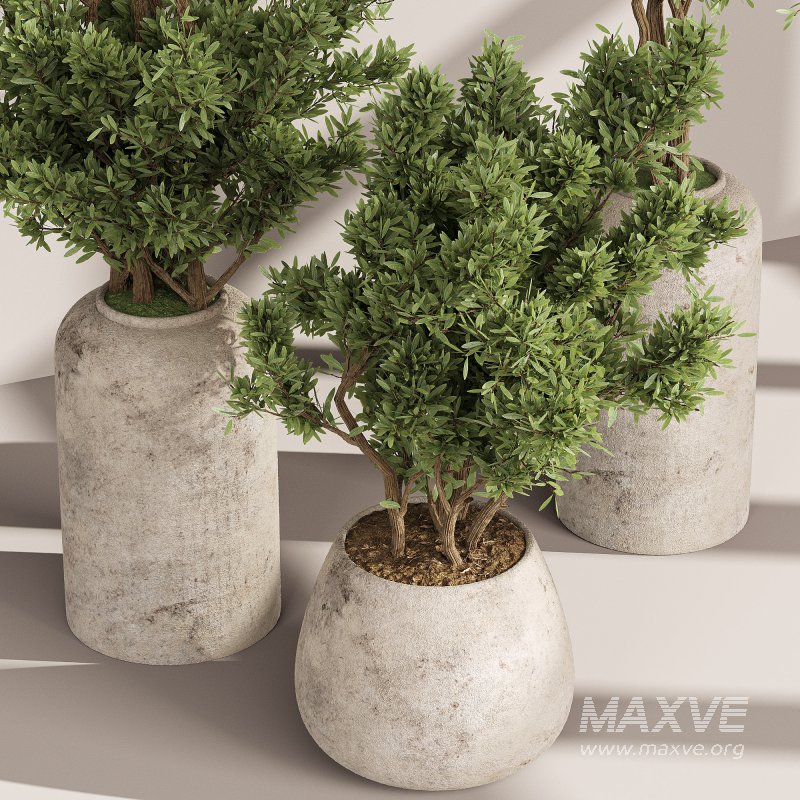 Indoor Collection plants 05 - Image 4