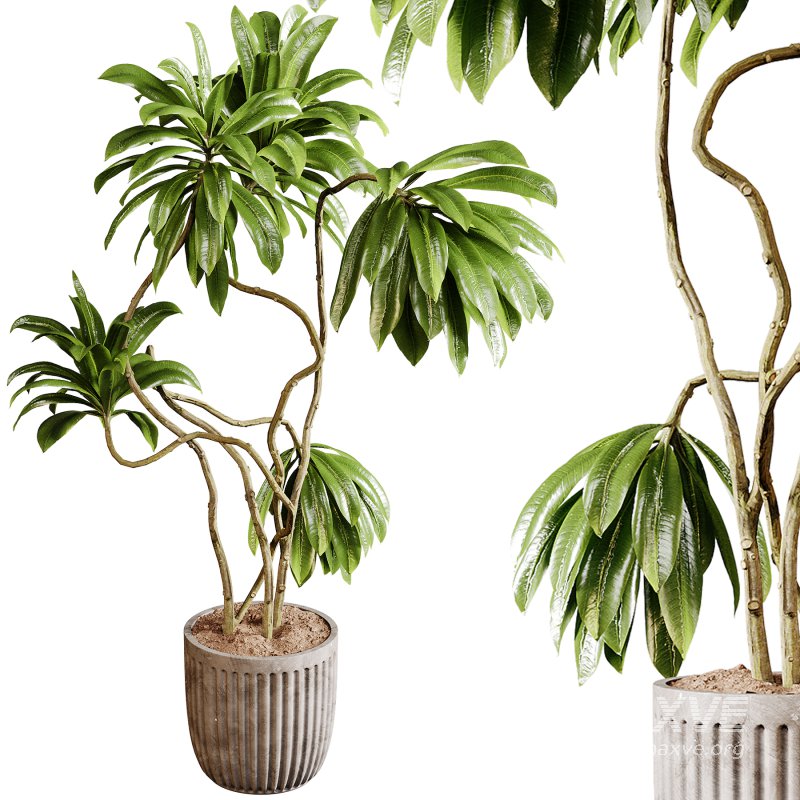 Indoor plants 94- Plant in pot - Image 2