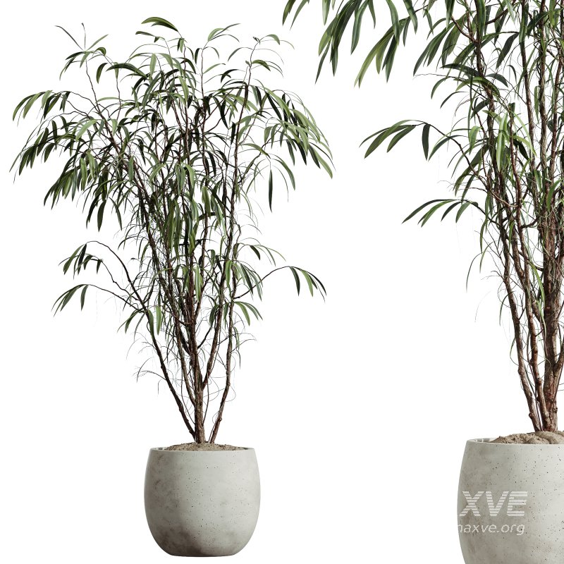 AV Indoor Plants Set 269 Ficus Microcarpa Moclame and Olive Elegant and Japandi Ficus Dracaena Marginata - Image 5