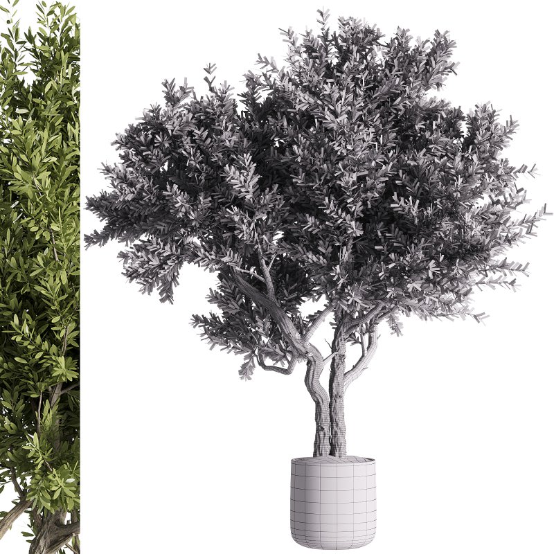 indoor plants – 46 plant in pot - Image 4